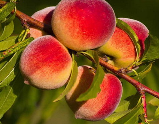 Персик зі сплощеною кроною дає врожай 5-6 тонн/га